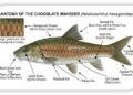 Meghalaya gets its own State Fish