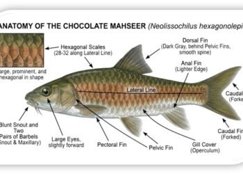 Meghalaya gets its own State Fish