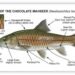 Meghalaya gets its own State Fish