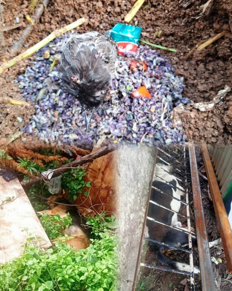 12 of man’s best friends poisoned in Laban