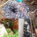 12 of man’s best friends poisoned in Laban