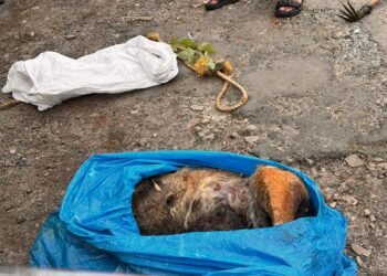 Another poisoned dog found dead in Laban