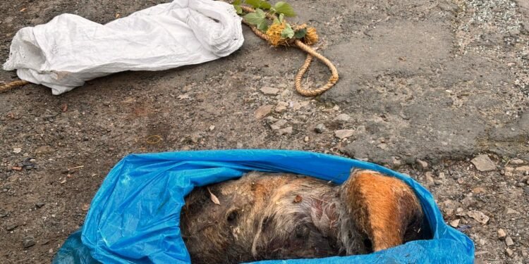 Another poisoned dog found dead in Laban