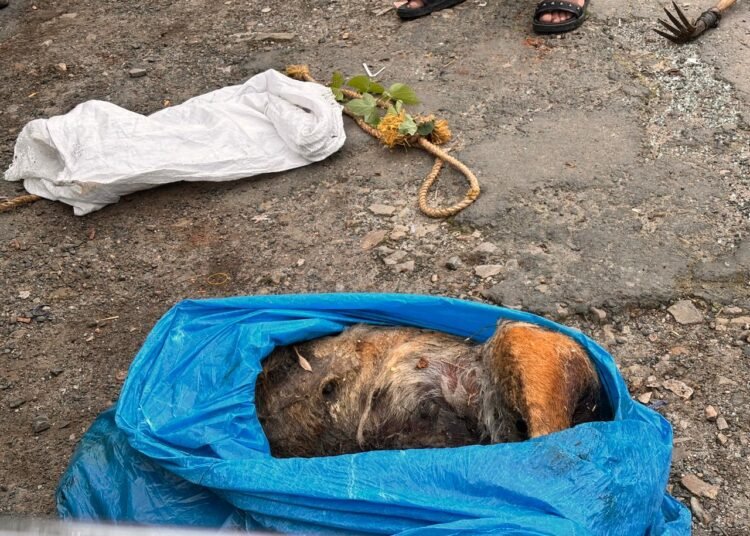 Another poisoned dog found dead in Laban