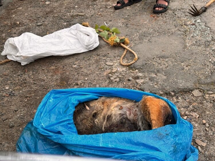 Another poisoned dog found dead in Laban