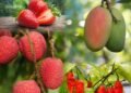 College of Community Science transfers food processing technologies to Prime Meghalaya