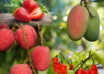 College of Community Science transfers food processing technologies to Prime Meghalaya