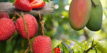 College of Community Science transfers food processing technologies to Prime Meghalaya