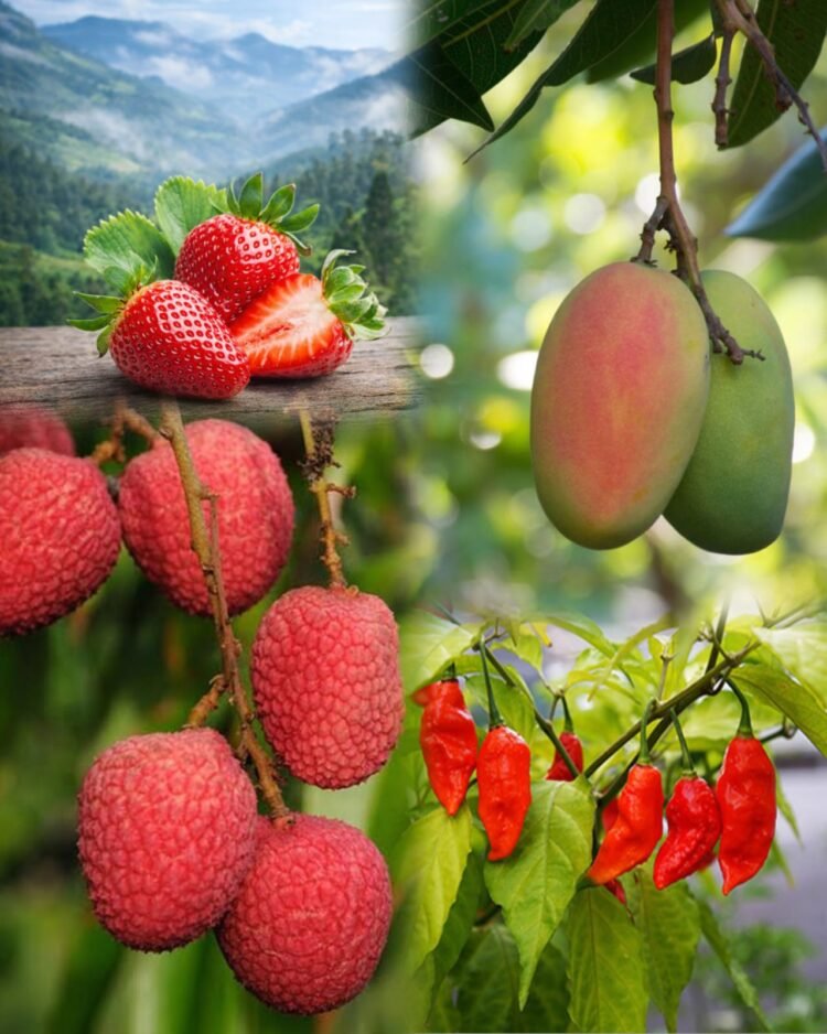 College of Community Science transfers food processing technologies to Prime Meghalaya