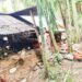 Elephant damages home in SWGH