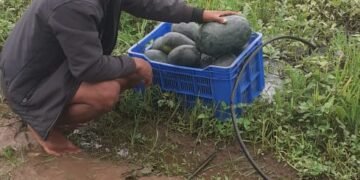 PMKSY-PDMC: Harigaon farmer triples earning 