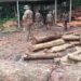Illegal sawmills shut, timber and machineries seized