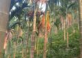 Forest Dept issues rejoinder to accusation of illegal land transfer