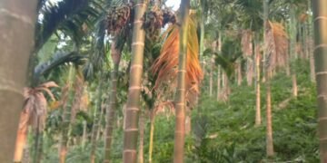 Forest Dept issues rejoinder to accusation of illegal land transfer