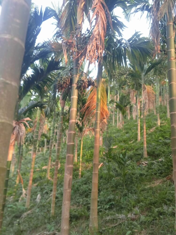 Forest Dept issues rejoinder to accusation of illegal land transfer