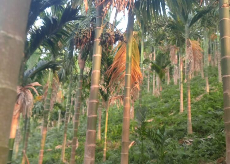 Forest Dept issues rejoinder to accusation of illegal land transfer