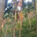 Forest Dept issues rejoinder to accusation of illegal land transfer
