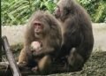 Endangered Stump-Tailed Macaque successfully bred at Meghalaya State Zoo