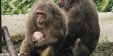 Endangered Stump-Tailed Macaque successfully bred at Meghalaya State Zoo