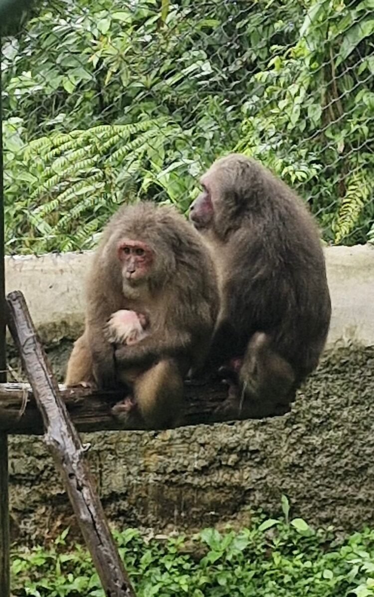 Endangered Stump-Tailed Macaque successfully bred at Meghalaya State Zoo