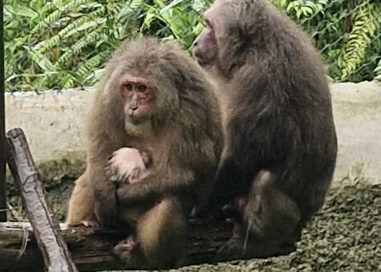 Endangered Stump-Tailed Macaque successfully bred at Meghalaya State Zoo