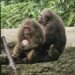 Endangered Stump-Tailed Macaque successfully bred at Meghalaya State Zoo