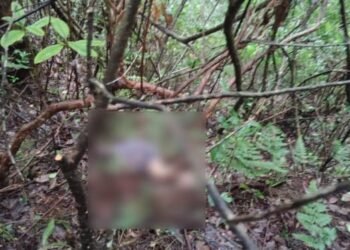 Body of 76-year-old missing woman found in SWKH forest
