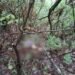 Body of 76-year-old missing woman found in SWKH forest