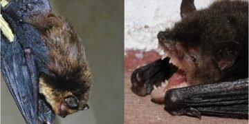First-ever bat species records in India