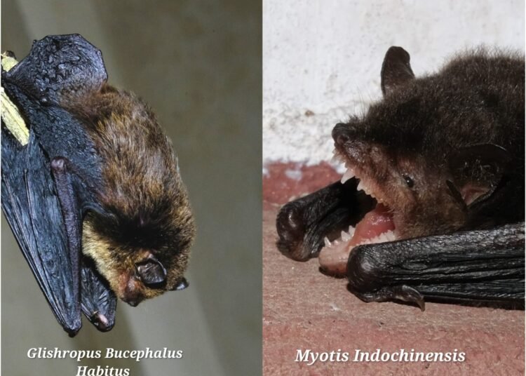 First-ever bat species records in India