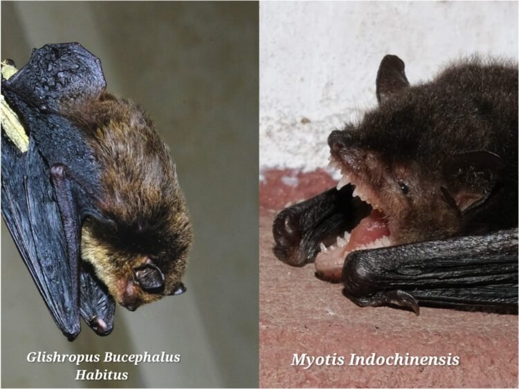 First-ever bat species records in India