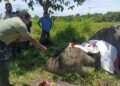 Assam bids farewell to Kaziranga’s legendary patrol elephant Joymala