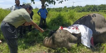 Assam bids farewell to Kaziranga’s legendary patrol elephant Joymala