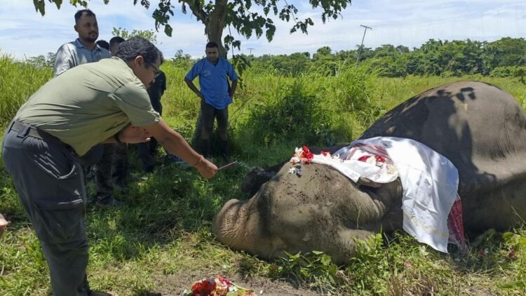 Assam bids farewell to Kaziranga’s legendary patrol elephant Joymala