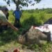 Assam bids farewell to Kaziranga’s legendary patrol elephant Joymala