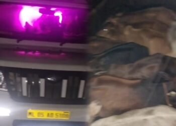 HYDC seeks tighter checks after cattle truck intercepted at Mawryngkneng