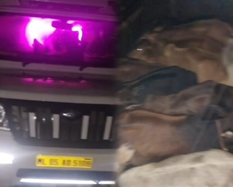 HYDC seeks tighter checks after cattle truck intercepted at Mawryngkneng