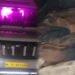 HYDC seeks tighter checks after cattle truck intercepted at Mawryngkneng