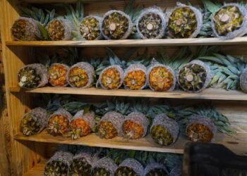 Meghalaya transforming pineapple production