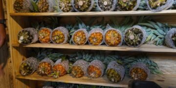 Meghalaya transforming pineapple production