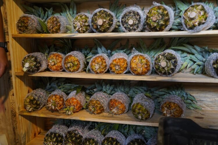 Meghalaya transforming pineapple production