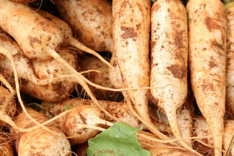 Now radish growers feel the bite