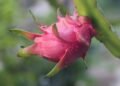 Dragon Fruit: Opportunities for Production, Value Addition & Marketing in North East