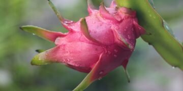 Dragon Fruit: Opportunities for Production, Value Addition & Marketing in North East