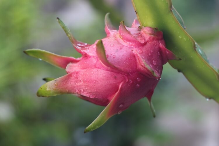 Dragon Fruit: Opportunities for Production, Value Addition & Marketing in North East