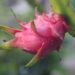 Dragon Fruit: Opportunities for Production, Value Addition & Marketing in North East