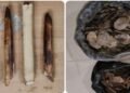 Elephant tusks, Pangolin scales seized; 4 held in Ri Bhoi