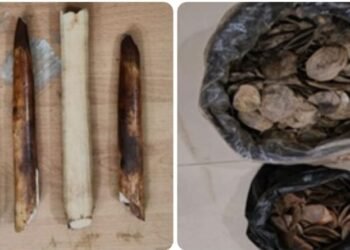 Elephant tusks, Pangolin scales seized; 4 held in Ri Bhoi