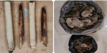 Elephant tusks, Pangolin scales seized; 4 held in Ri Bhoi