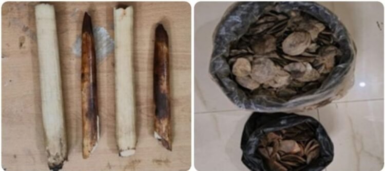 Elephant tusks, Pangolin scales seized; 4 held in Ri Bhoi